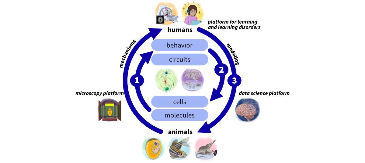 AdaBD research paths phase 2